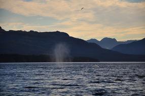HumpbackWhaleBlow_BC.jpeg