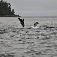 PacificWhiteSidedDolphins_BC.jpeg