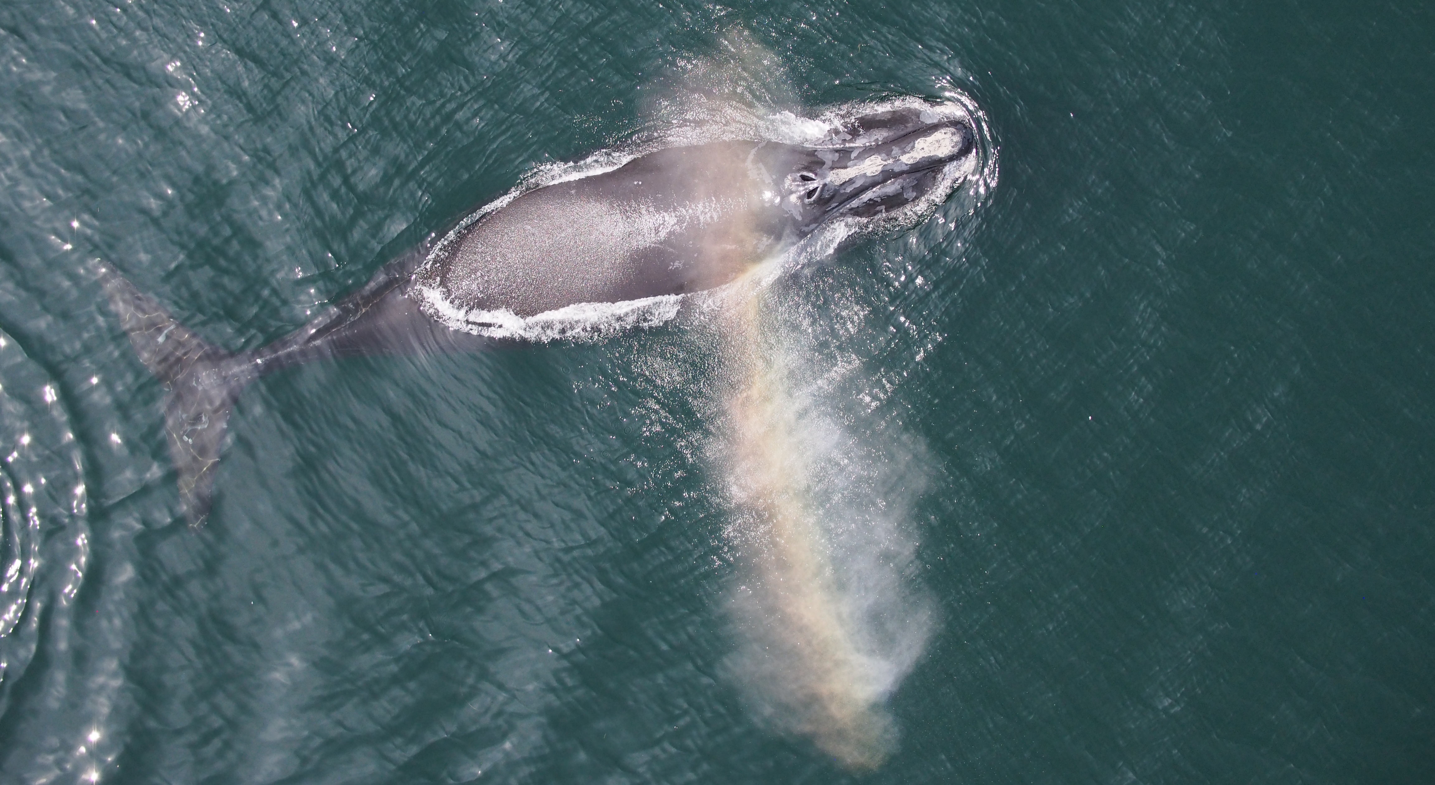 North Atlantic right whale &copy Gina Lonati - University of New Brunswick