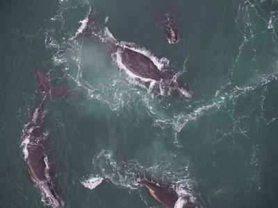 North Atlantic right whale surface active group. &copy Gina Lonati - University of New Brunswick