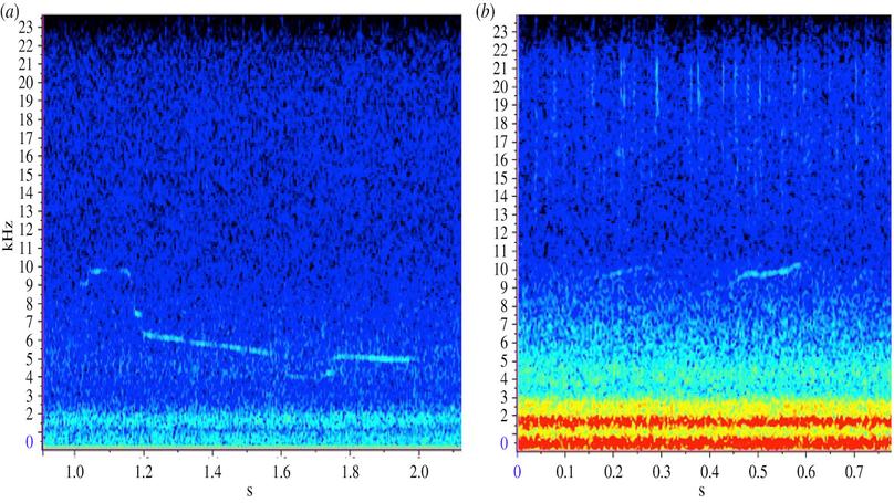 Dolphins simplify their vocal calls in response to increased ambient noise